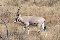 Oryx beisa beisa