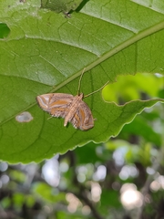 Eoophyla gibbosalis