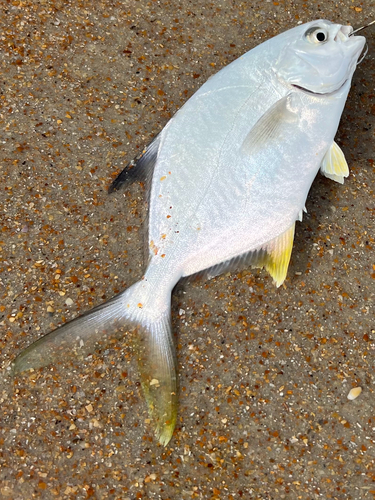 Florida pompano (Trachinotus carolinus) — Carangidae