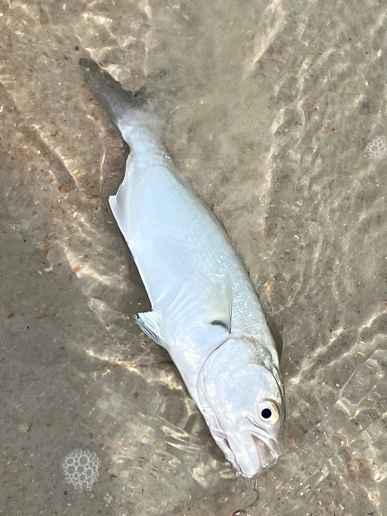 Ancho (Pomatomus saltatrix) — Pomatomidae