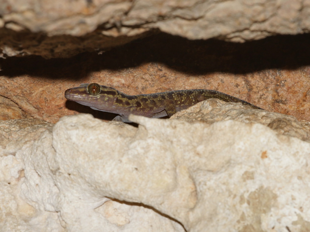 Red-Eyed Bent-Toed Gecko