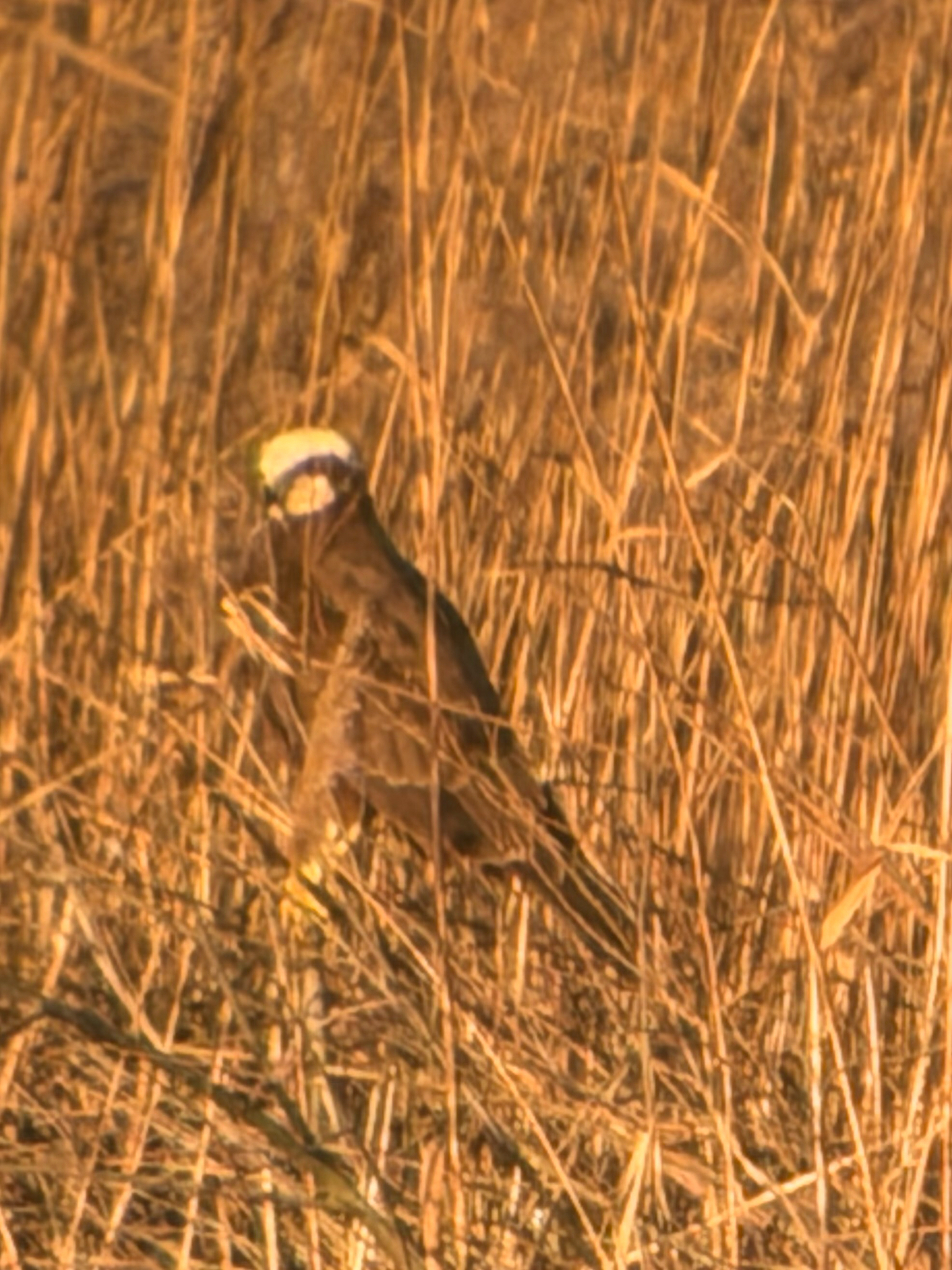 Western Marsh Harrier (Circus aeruginosus), photo 7