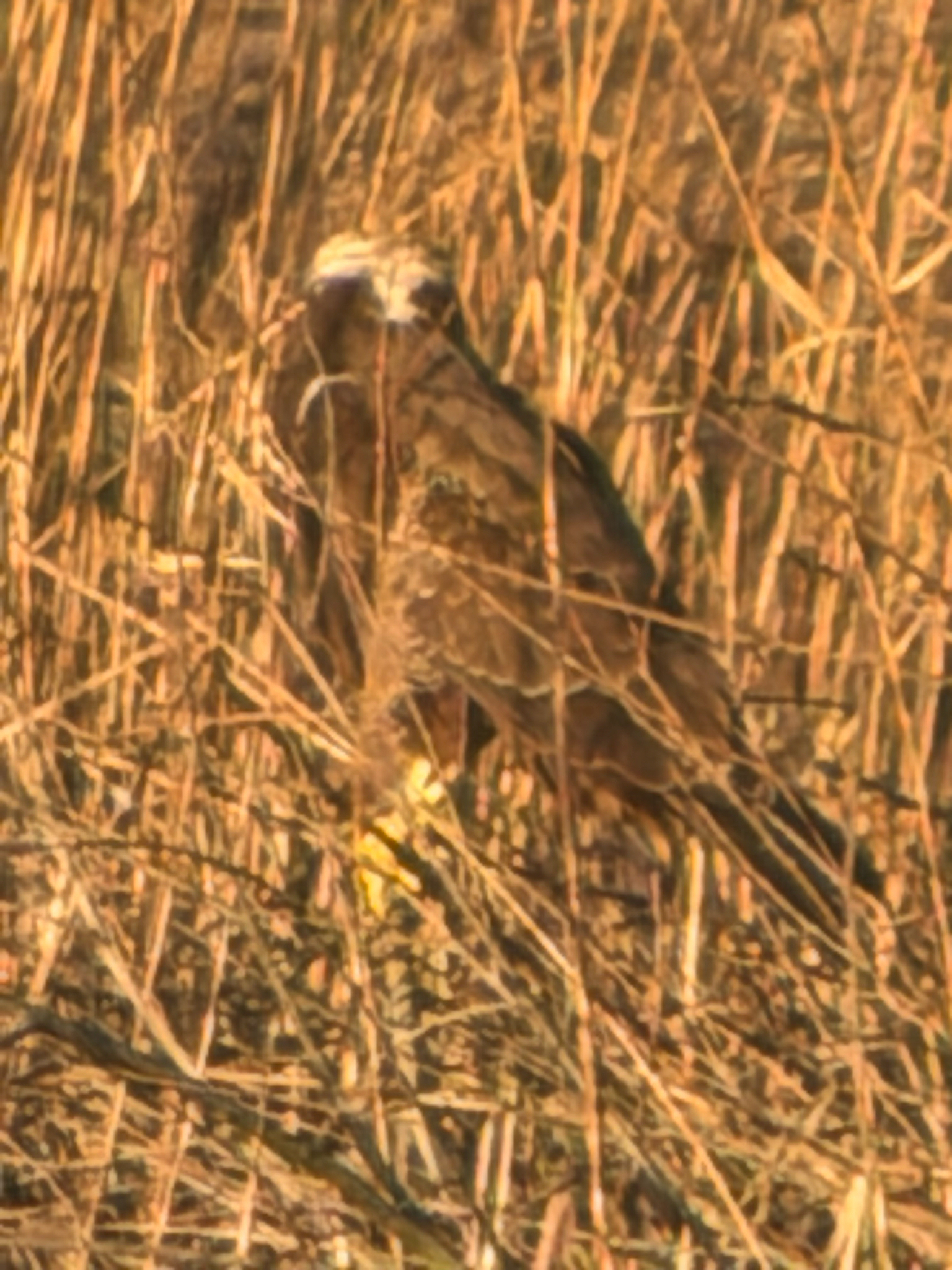 Western Marsh Harrier (Circus aeruginosus), photo 8