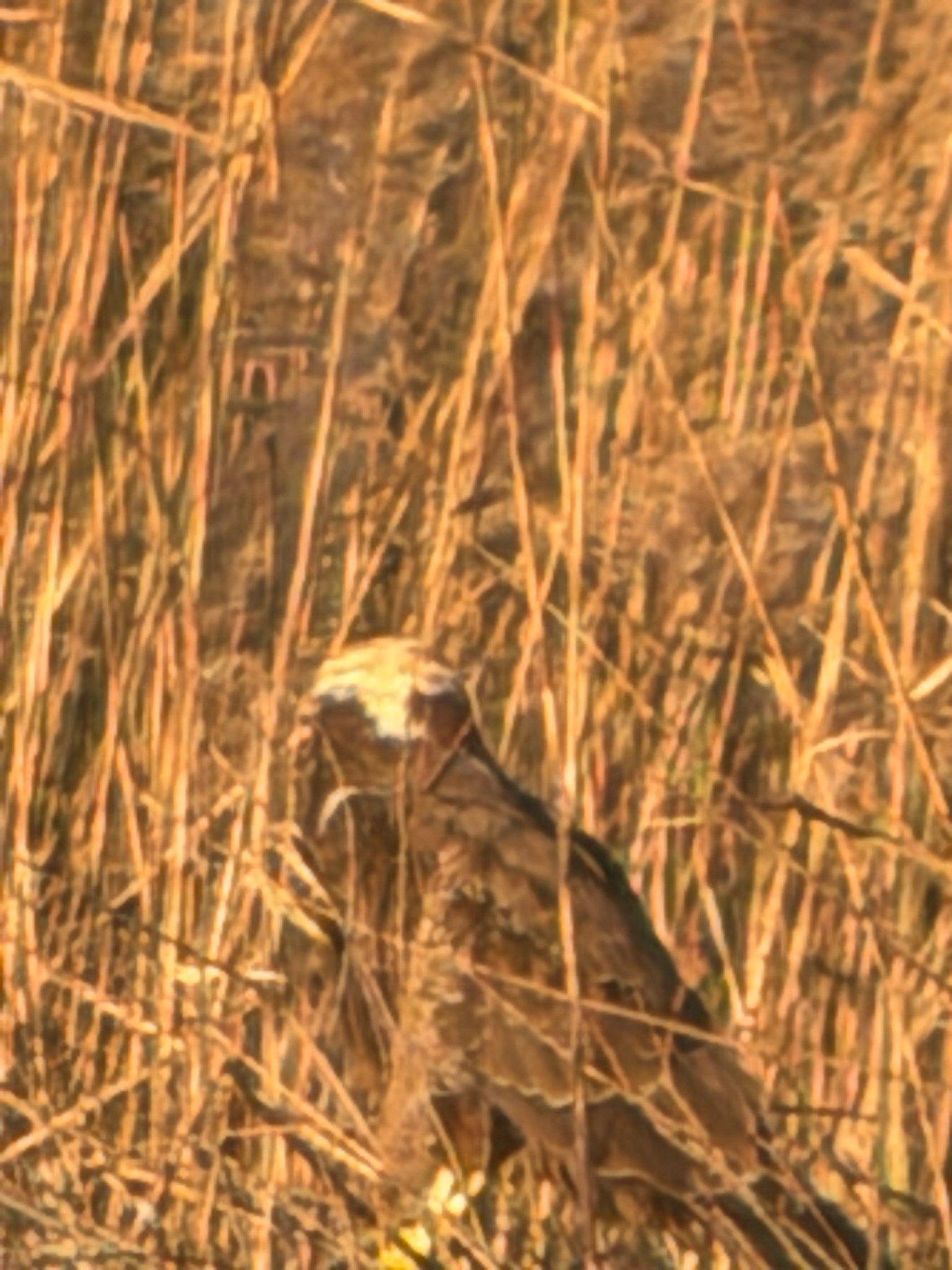 Western Marsh Harrier (Circus aeruginosus), photo 9