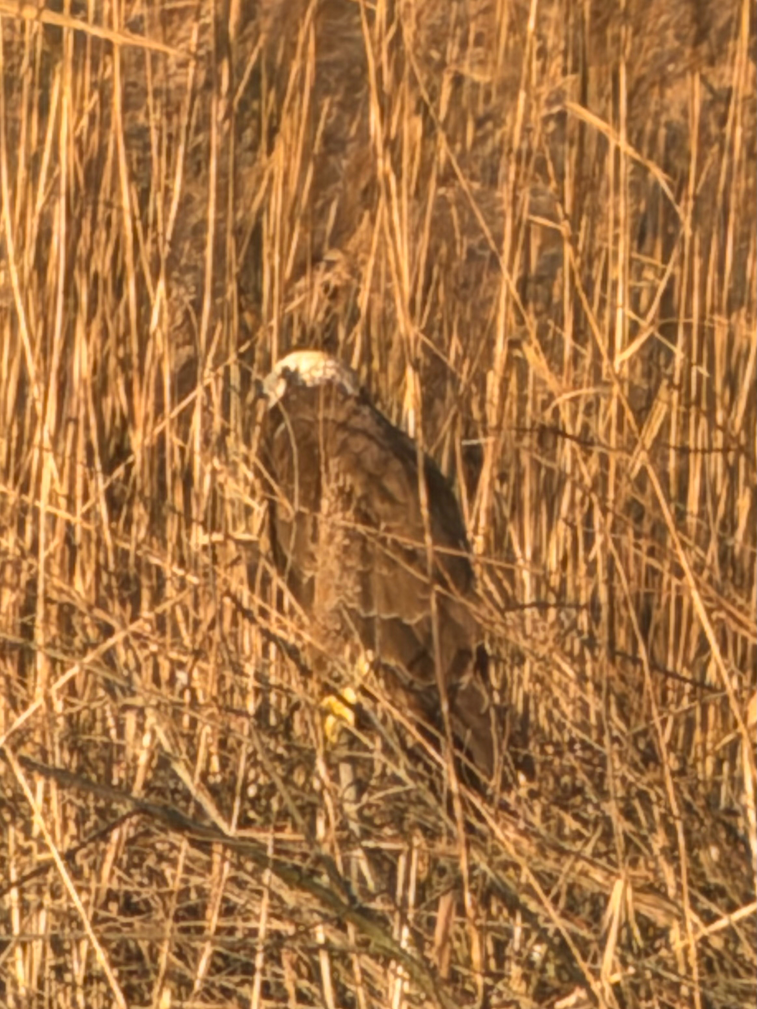 Western Marsh Harrier (Circus aeruginosus), photo 10