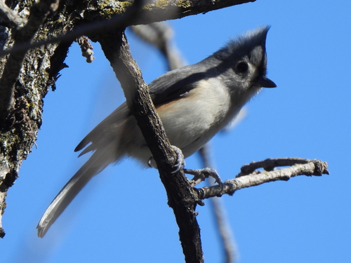 Tufted Titmouse (Baeolophus bicolor), photo 9