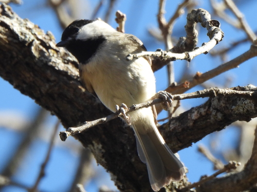 Carolina Chickadee (Poecile carolinensis), photo 4