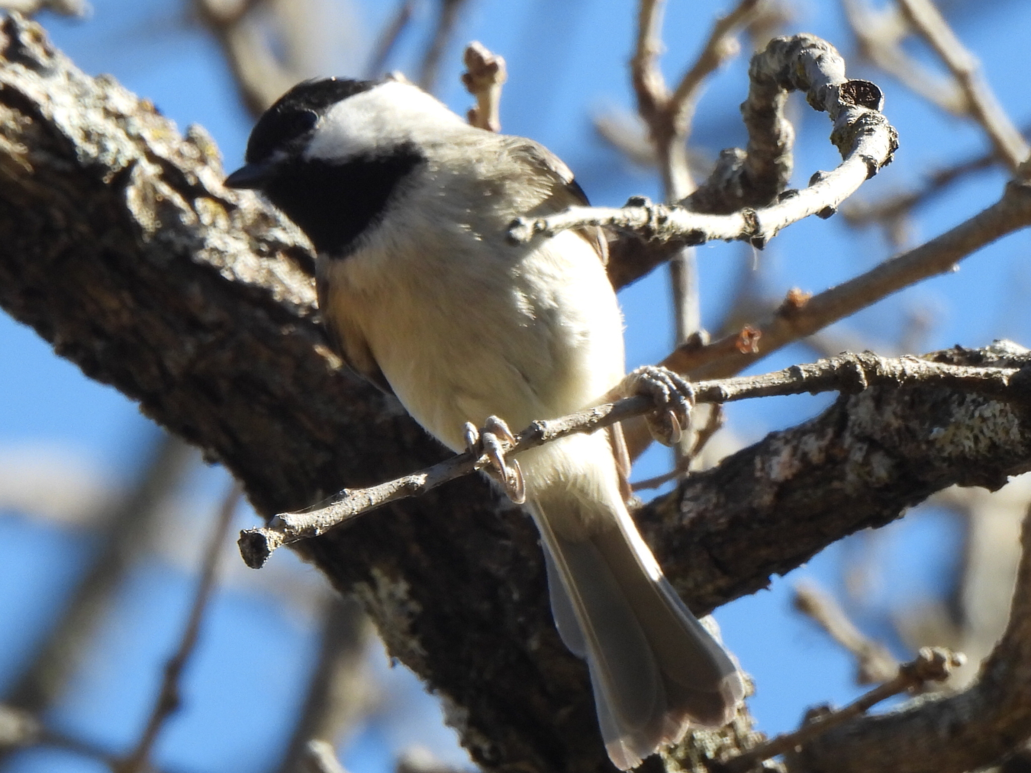 Carolina Chickadee (Poecile carolinensis), photo 4