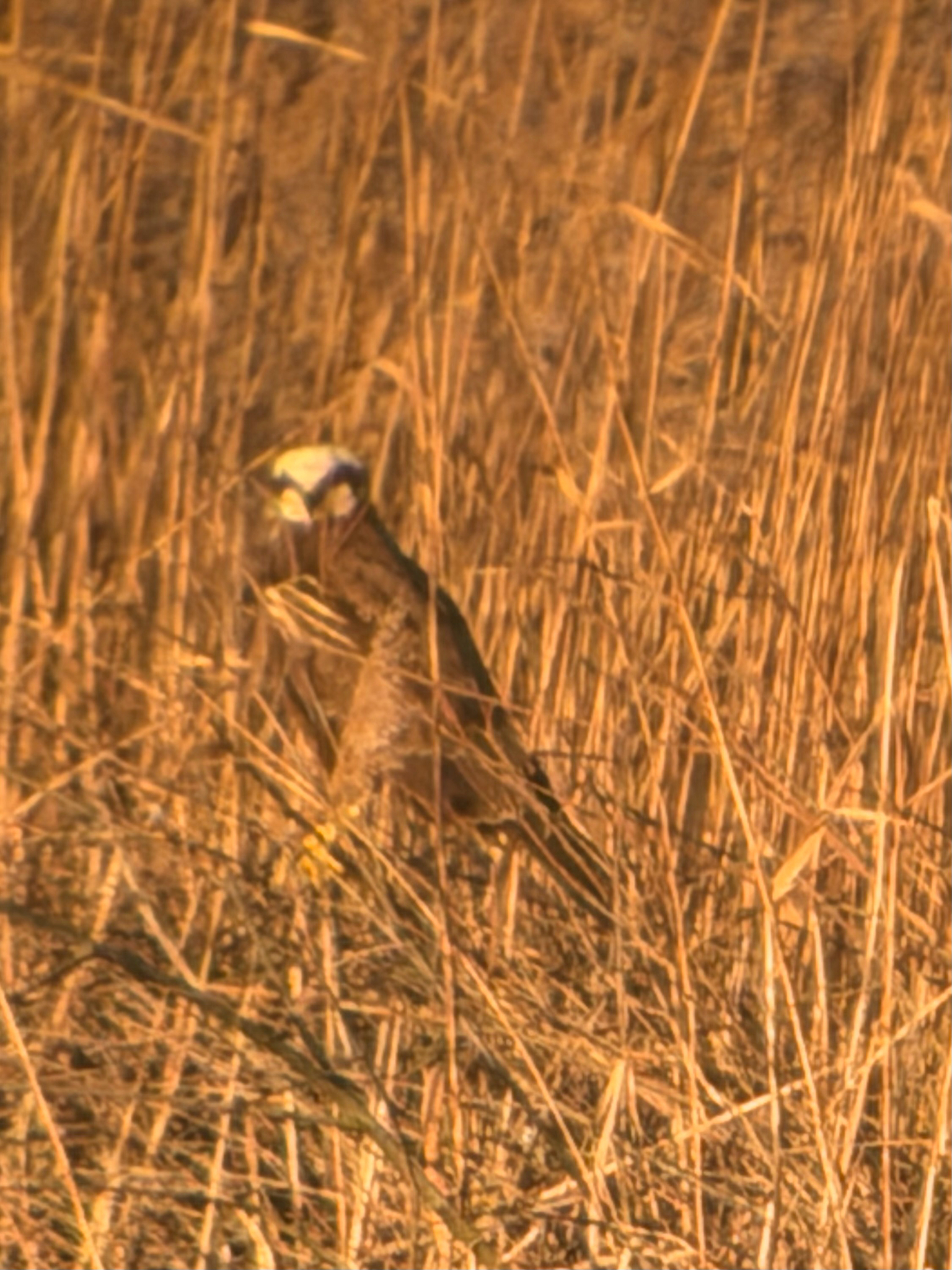Western Marsh Harrier (Circus aeruginosus), photo 6