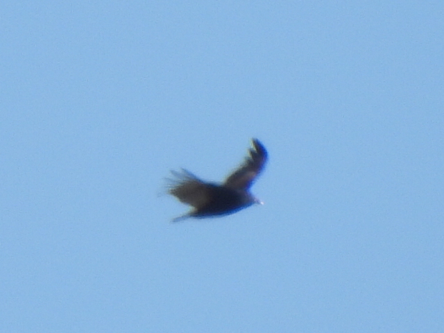 Cathartes aura (Linnaeus, 1758)
