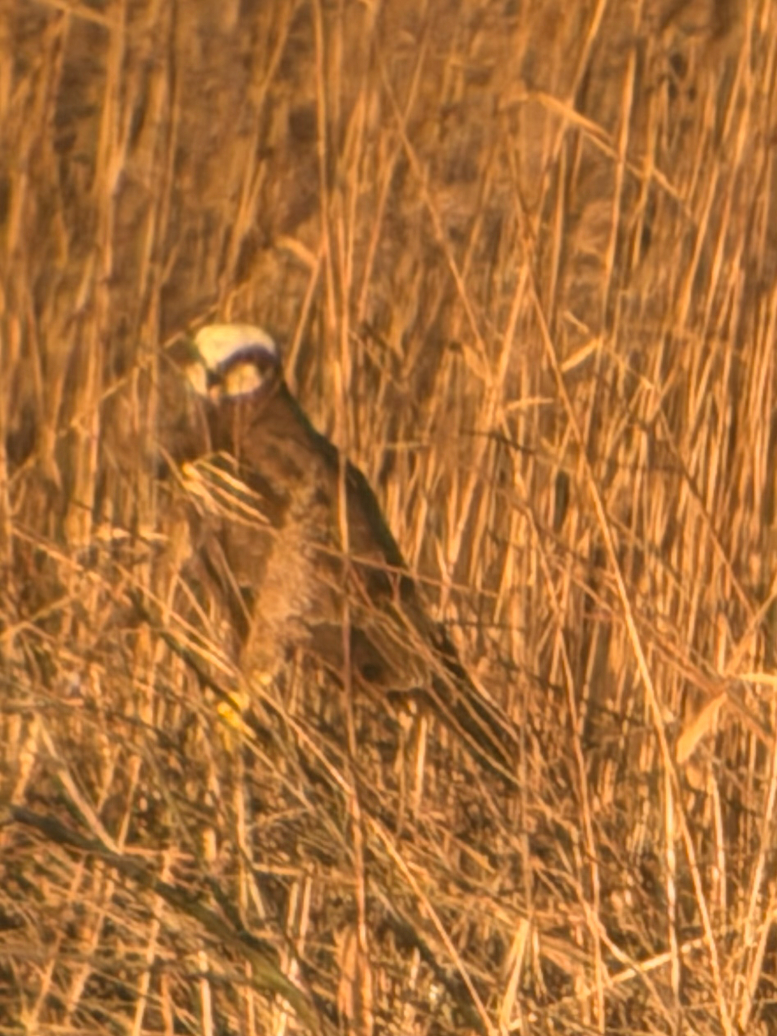 Western Marsh Harrier (Circus aeruginosus), photo 5