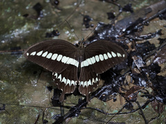 Papilio gigon