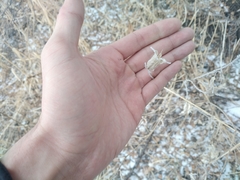 Aquilegia atrovinosa