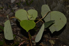 Homalanthus populifolius