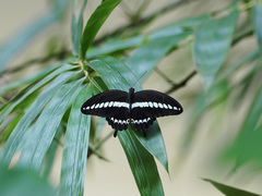 Papilio gigon