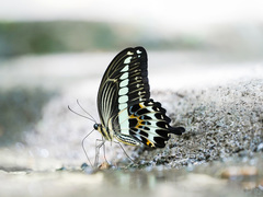 Papilio gigon
