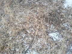 Aquilegia atrovinosa