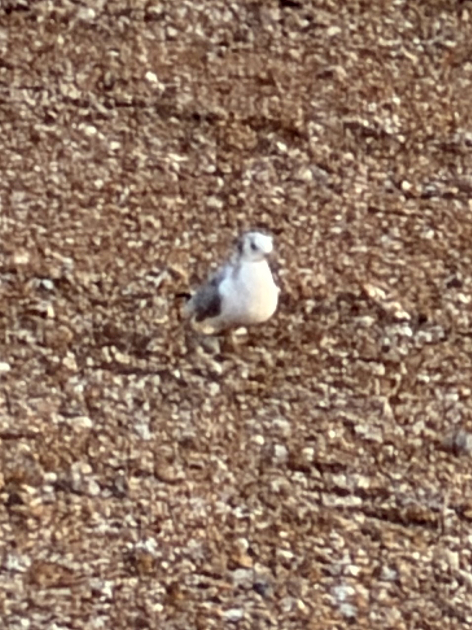 Black-legged Kittiwake (Rissa tridactyla), photo 2