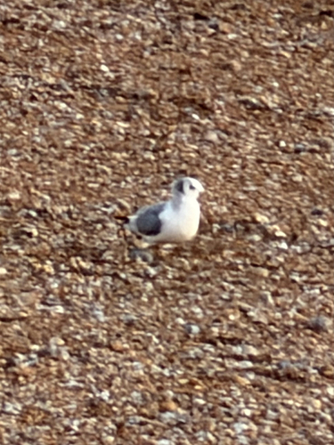 Black-legged Kittiwake (Rissa tridactyla), photo 7