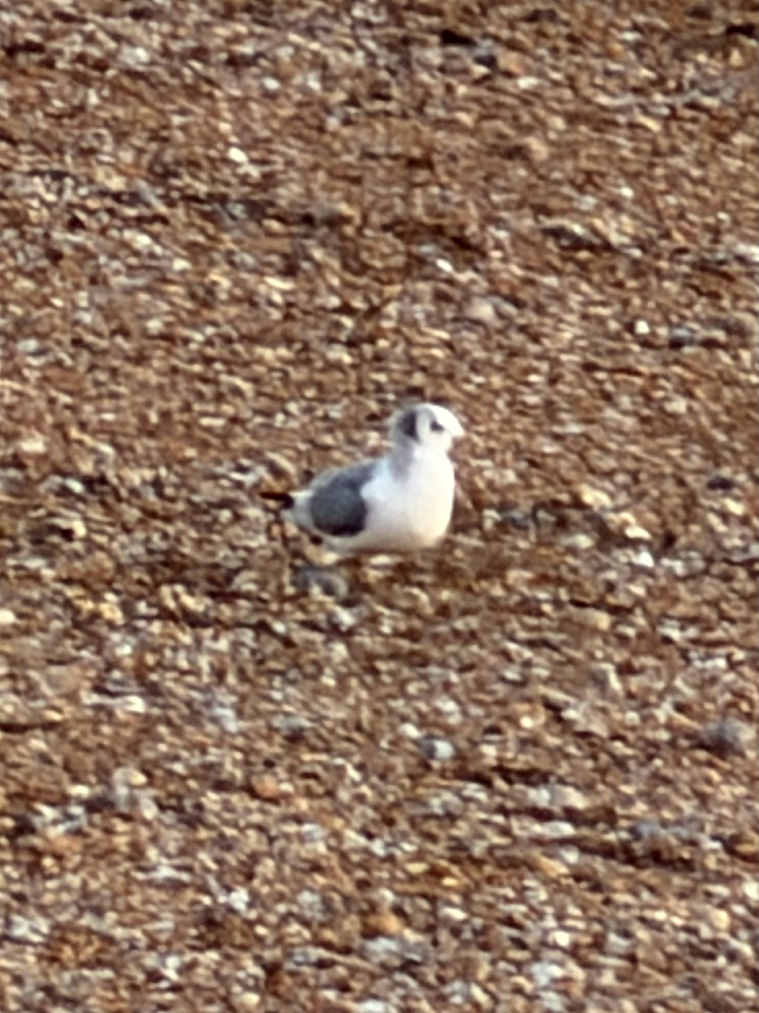 Black-legged Kittiwake (Rissa tridactyla), photo 10