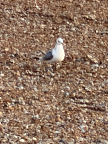 Black-legged Kittiwake (Rissa tridactyla)