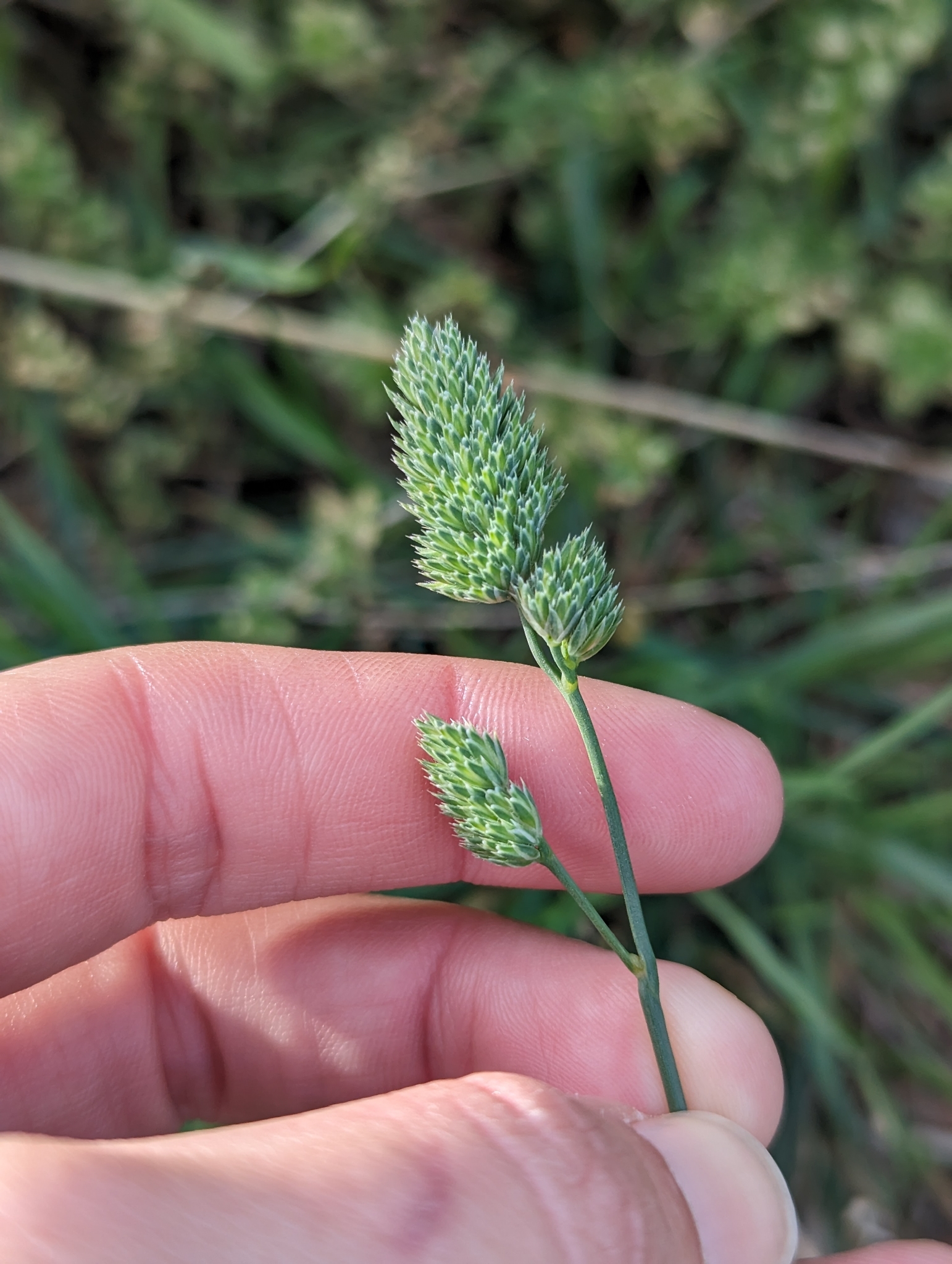 Dactylis glomerata