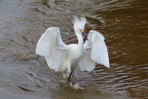 Snowy Egret (Egretta thula), photo 8