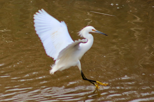 Snowy Egret (Egretta thula), photo 9