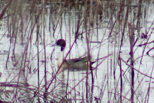 Northern Pintail (Anas acuta)