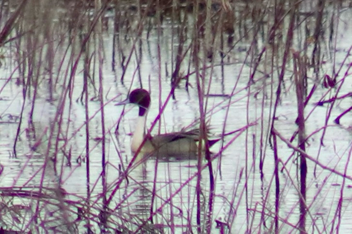 Northern Pintail (Anas acuta), photo 1