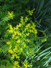 Sedum mexicanum