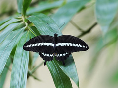 Papilio gigon