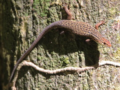Eutropis rugifera