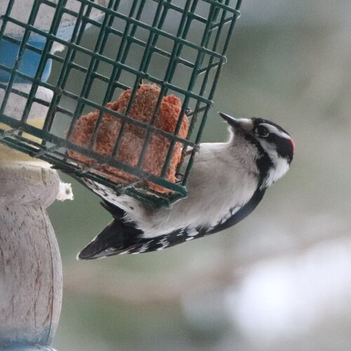 Downy Woodpecker (Dryobates pubescens), photo 3