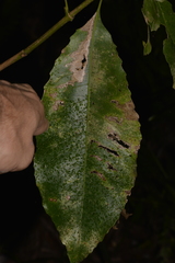 Schizomeria ovata