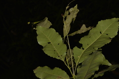 Schizomeria ovata
