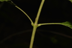 Schizomeria ovata