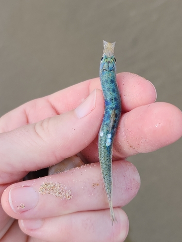 South American pilchard (Sardinops sagax) — Clupeidae