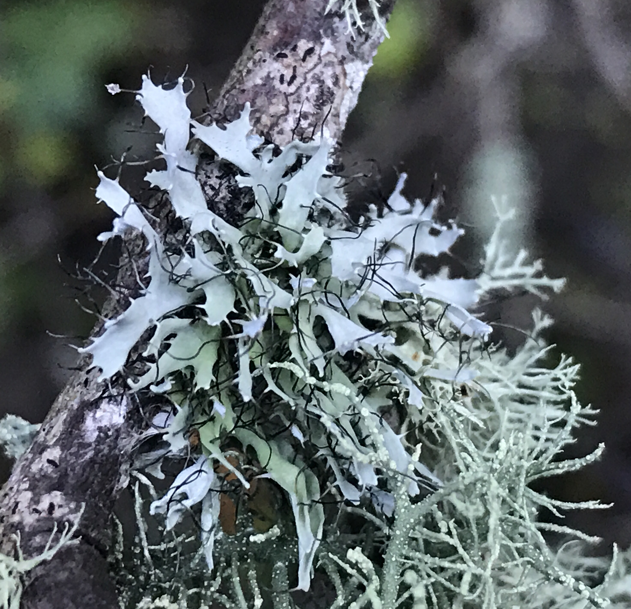 Heterodermia leucomela image