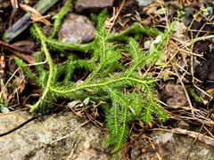 Lycopodium japonicum
