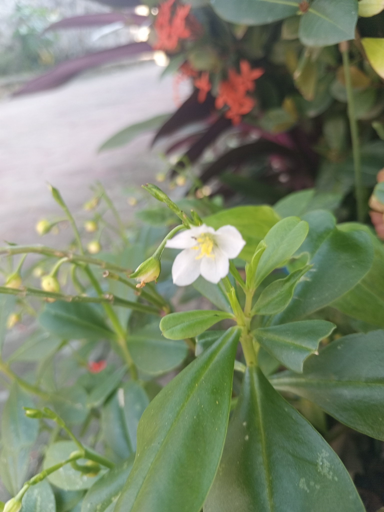 Surinam spinach