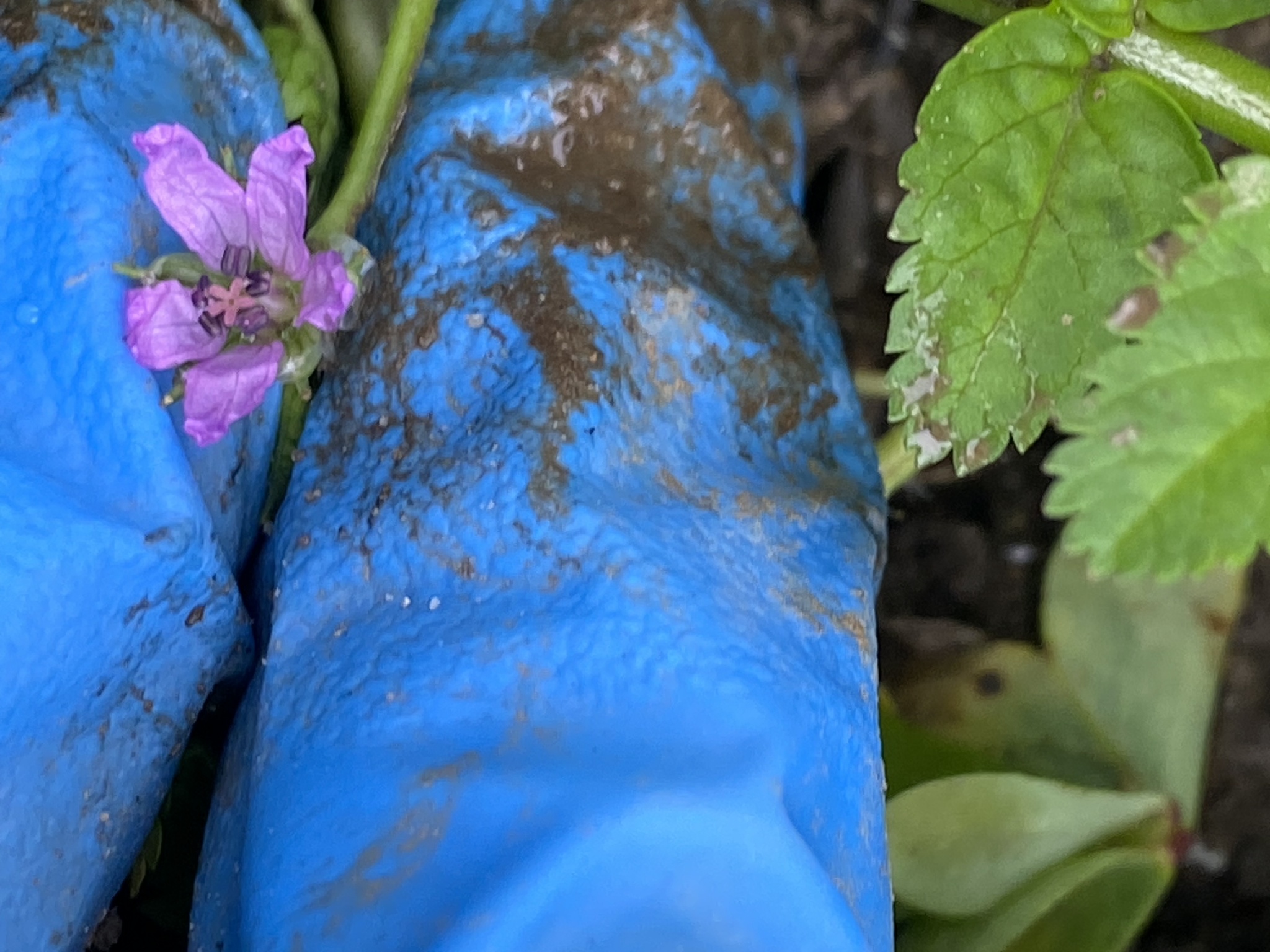 Musk stork's-bill