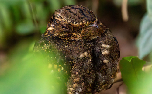 Eastern Whip-poor-will observed by mtart