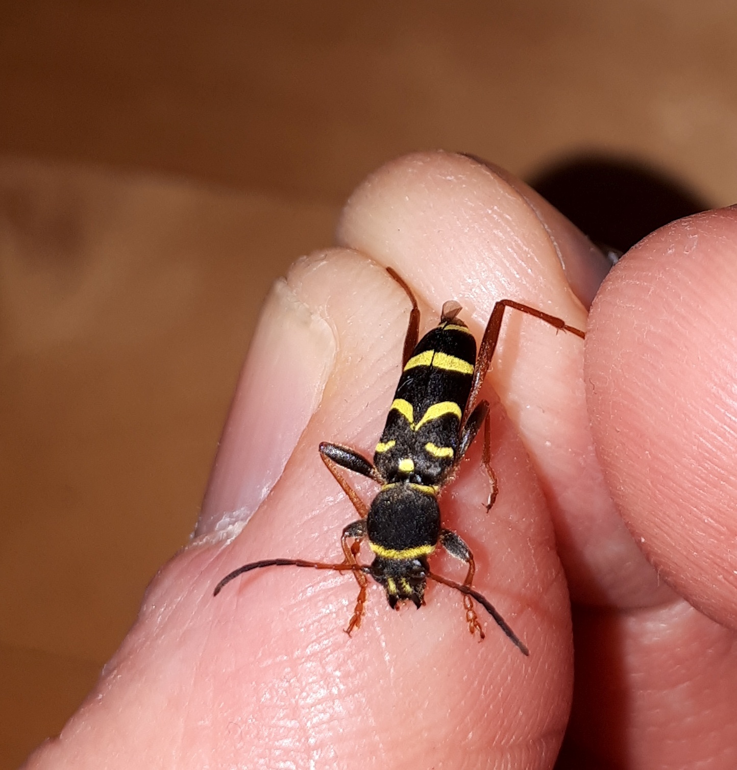 Clytus arietis