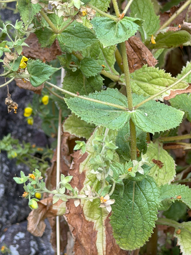 Calceolaria petioalaris (Calceolaria petioalaris)