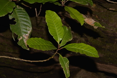 Quintinia verdonii