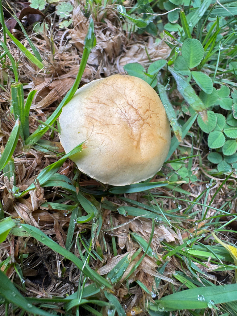 Agrocybe pediades · January 2026 · photo: © davidthompson5 (iNaturalist, cc-by)