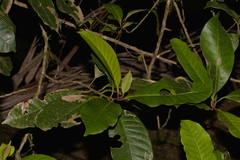 Quintinia verdonii