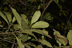 Quintinia verdonii