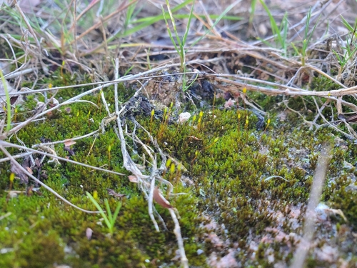 Olive Beard Moss (Geheebia tophacea)